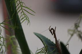ϴ
