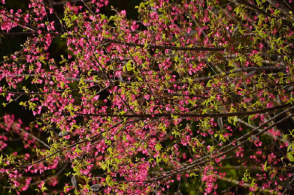 �й��컨���羰ͼƬ