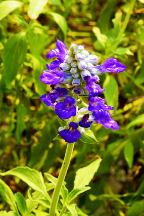 ��ɫֲ�ﻨ��