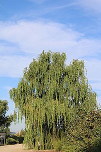 ���������Ҷ