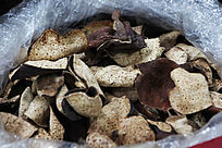 �����»��Ƥ