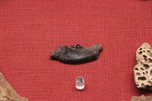 ��ʯ��ʱ���