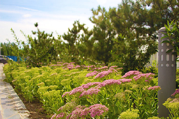 ï�ܵ�С����