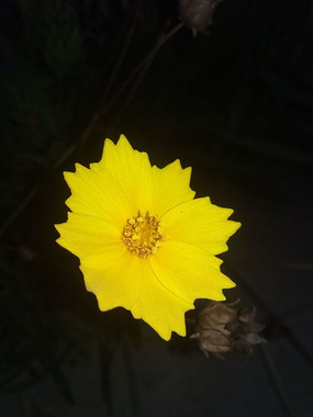 ����ʢ����Ұ�ջ�