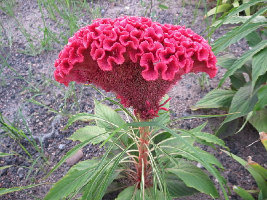 ��ƽΨ�����ڻ�