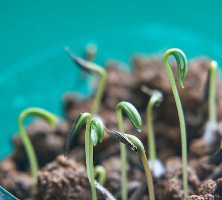 ��˹������