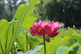 ����ʢ���ĺ�ɫ�ɻ�