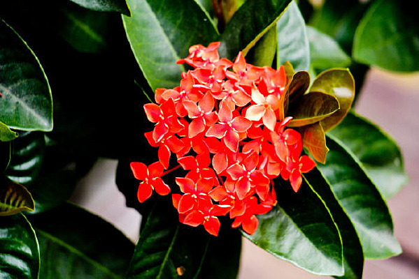 ��ɫ����