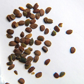 花卉种子假酸浆种子