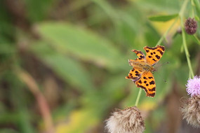 ��֦�ϵĺ���