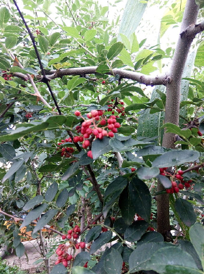 ������ʵ