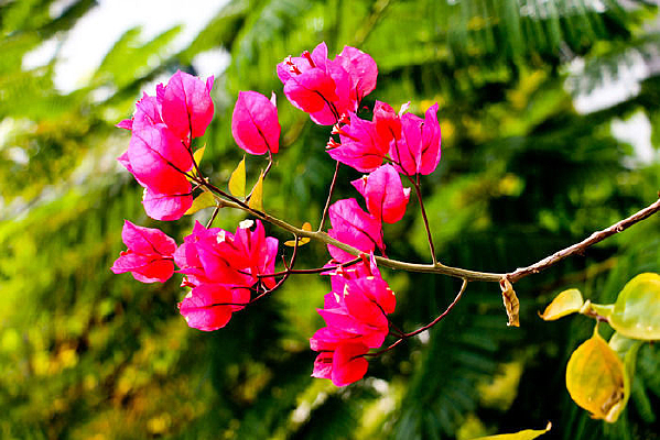 �նž� Ҷ�� ��