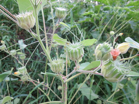 �̴��е�Ұ����