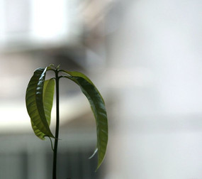 ��ɫֲ��ڼ�