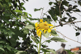 ���������տ���