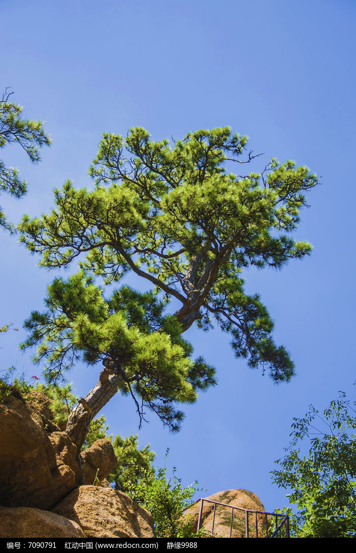 千山小黄山山顶鹿角松