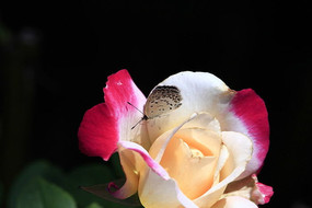 �¼����ϵĺ���