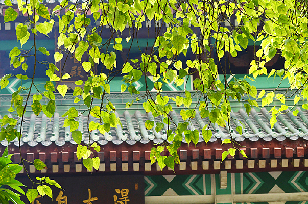 ���̵�������Ҷ��ͼƬ