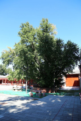 ����¹�������