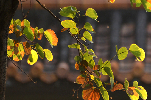 ��Ӱ��������Ҷ�羰ͼƬ