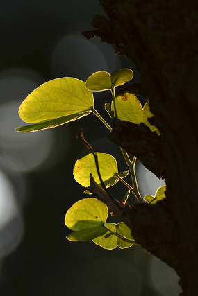 ������Ӱ