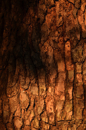 ����������Ƥ��дͼƬ