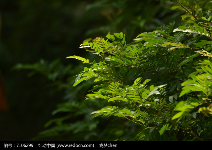 ��ɫҶ��ͼƬͼƬ