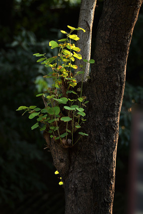 ������������ҶͼƬ