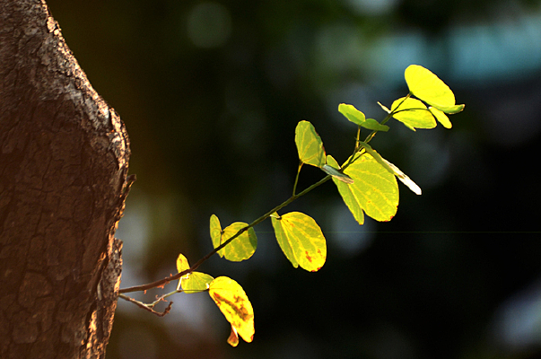 ��������Ҷ��дͼƬ