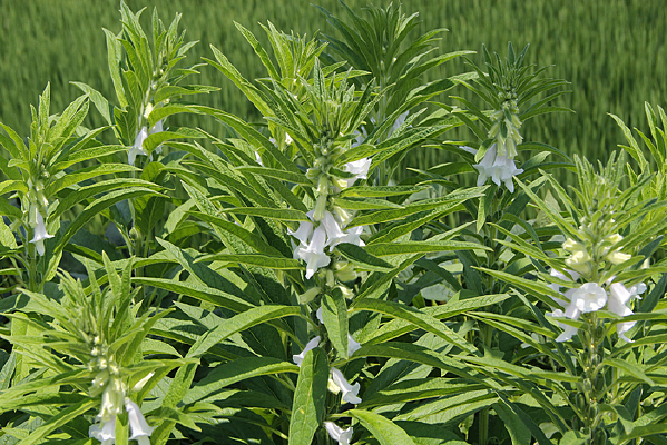 ��Ұ��ɫ֥�黨