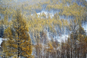 ѩ������