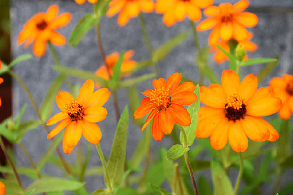 ��Ҷ����