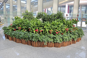 ���ƻ���̳