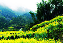 ���ֳ���