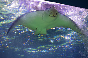ħ