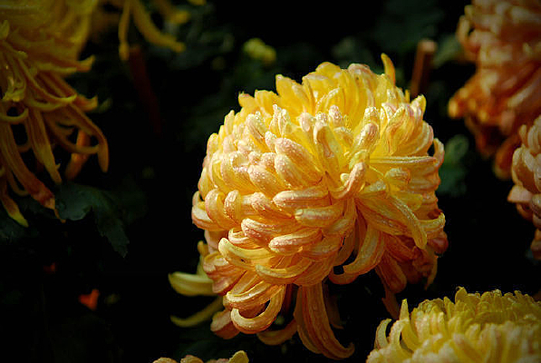 ���ŵ��ž�