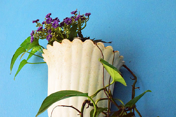 ��ɫ�ұ�����