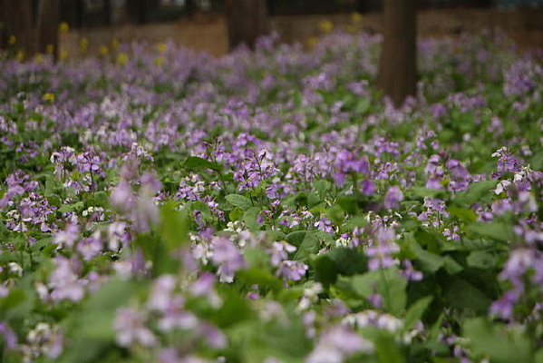 ��Ⱥ��޹�²�