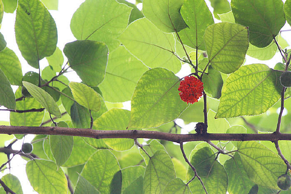 ��Ҷ����