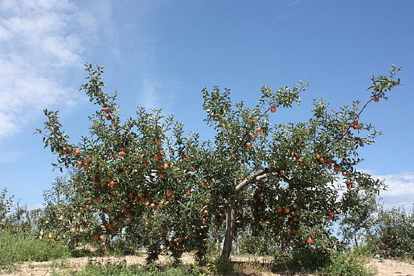 �ÿ���ƻ����