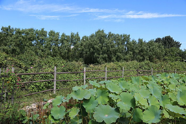 ��Ҷ����