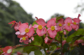 ��ɫ��֪���Ļ���