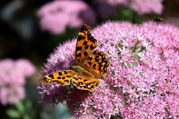 ��裺������