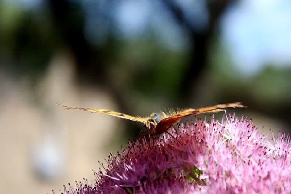 ������ɻ�