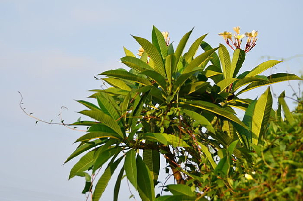 ��������Ҷ�ӻ���ͼƬ