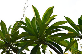 ��������Ҷ��ͼƬ