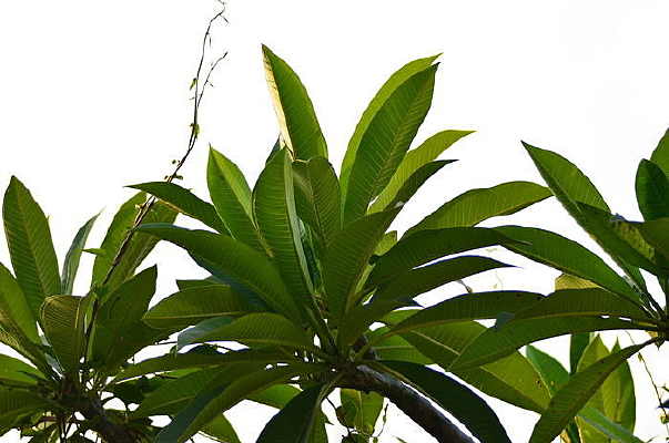 ��������Ҷ��ͼƬ