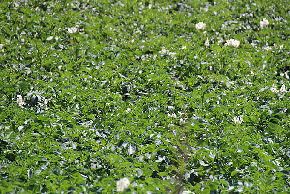 ���׻�����������