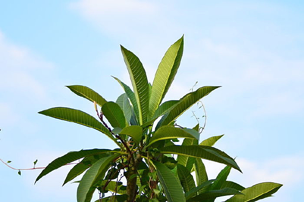 ������Ʊ�������������ҶͼƬ