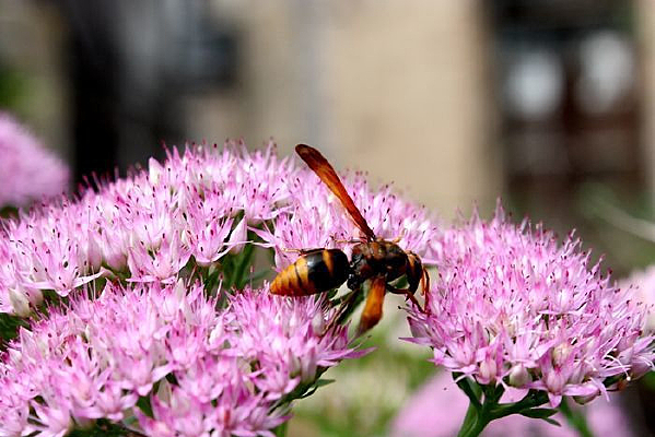 �������㼻��